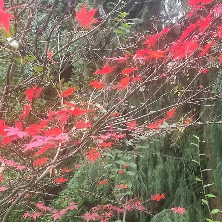 Emerald Bed & Breakfast